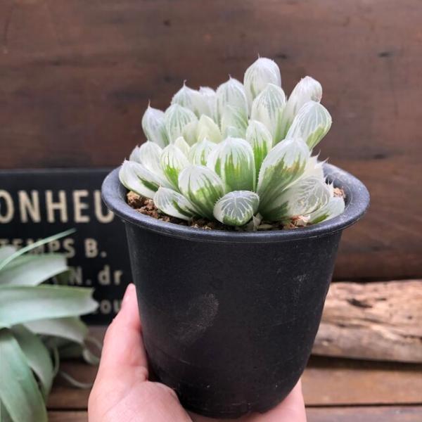 アイススプライト 透き通る 美しい ハオルチア オプツーサ 多肉植物 Buyee 日本代购平台 产品购物网站大全 Buyee一站式代购 Bot Online