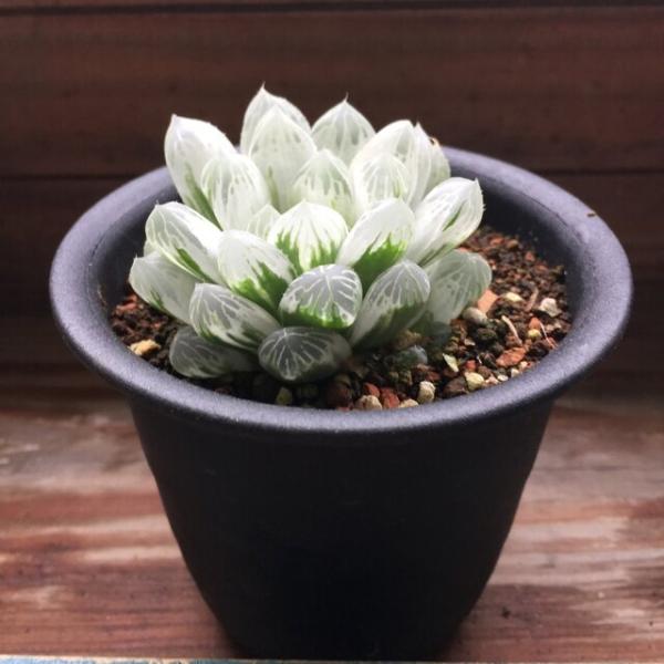 アイススプライト 透き通る 美しい ハオルチア オプツーサ 多肉植物 Buyee 日本代购平台 产品购物网站大全 Buyee一站式代购 Bot Online