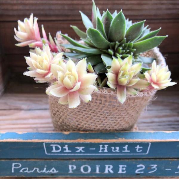 ご覧頂きありがとうございます。希少な斑入りのバニラシフォン センペルビウムです。 いつも入荷後、即完売します。株ごとに色が違いシフォンのように些細さがあります。お届けは2枚目、4枚目のように脇目から赤ちゃんが出かけているものです。1ヶ月くら...