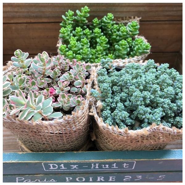 多肉植物セット（エケベリア・セダム）*3 imgrc0108566013.jpg