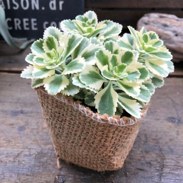 ご覧頂きありがとうございます。ヨーロッパ最新品種多肉マニアの中で話題独占の年内販売株はほとんどなしです！斑入りセダム　『アトランティス』超希少の為、入手困難、仕入値高騰のため、1ポットのお値段です。安心の札付きです。※こちらの品種は、種苗法...