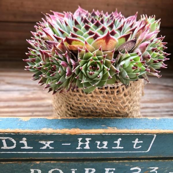 ご覧頂きありがとうございます。センペルビウムの子株モリモリな子です。周りに子株がいっぱいでとても可愛いですよね。日当たりの良い場所に置いて、表土が乾いたらお水をあげてください。ポットごとお送りしますのでお好きな鉢や寄せ植えに使えます。育てや...