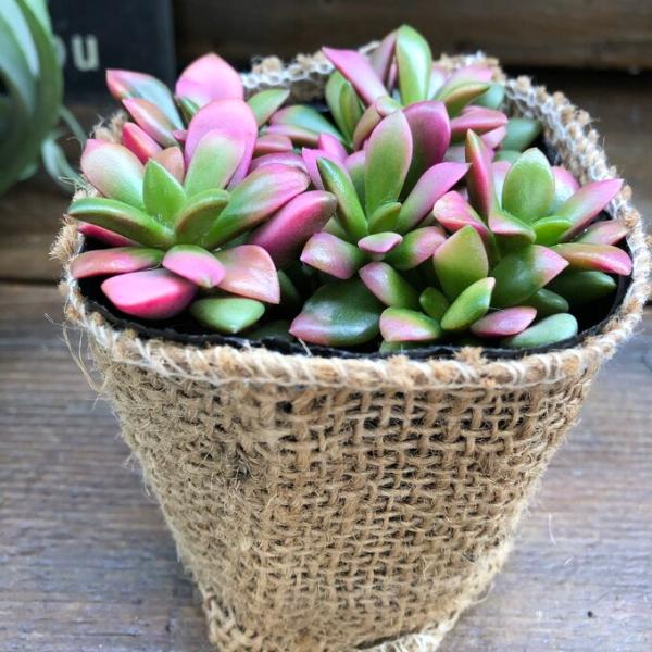 ご覧頂きありがとうございます。新入荷の桜吹雪です。ほんのり桜色に色づいたとても可愛い多肉植物です。3号ポットに入っています。☆水やり、管理方法葉っぱが肉厚な多肉植物で、ここに水分を溜めこむので、水をやりすぎると腐ってきます。春から秋までは土...