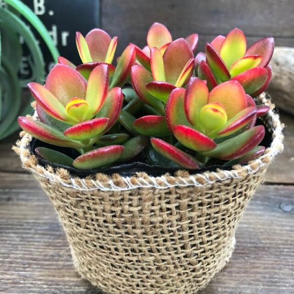 ご覧頂きありがとうございます。縁起の良い金のなる木を自然に『姫黄金花月』です。とても良い響きの字が並んでいますね。「一攫千金」「富」「幸運を招く」という花言葉で昔から金運を高める、幸せを呼び込むという言い伝えから愛でられてきました、金のなる...