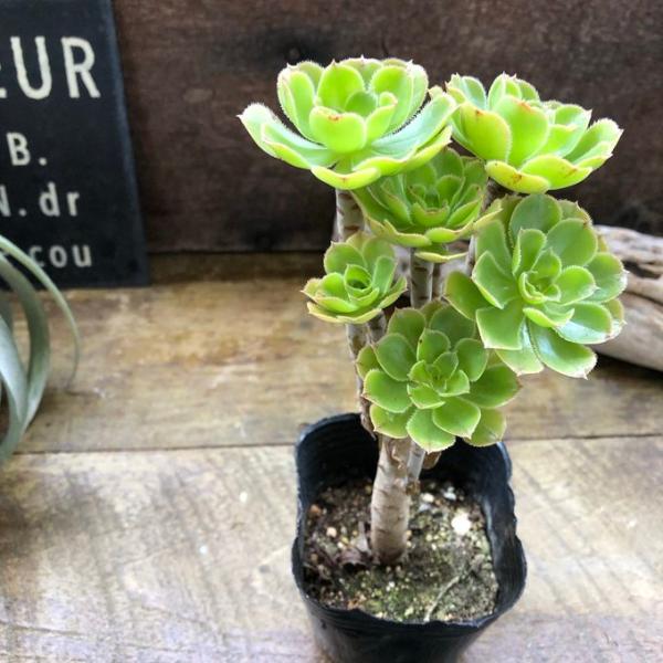 ユニークインテリアの立派なサンシモンです。長く伸びた幹が特徴的な多肉植物です。私が初めて多肉植物を買ったのもこちら笑茎の上部にヒマワリのように葉を付ける姿がユニークな「黒法師（サンシモン）」植物らしからぬツヤツヤのグリーン色の葉が、インテリ...