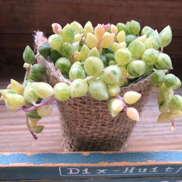 ご覧頂きありがとうございます。麻布を巻いてアレンジ。そのまま飾っていただけます。多肉植物の『エンジェルティアーズ』です。名前の通り天使の涙みたいですね。斑入りピーチネックレスで希少です。もうすでに垂れさがってますのでそのまま植えて頂くと可愛...