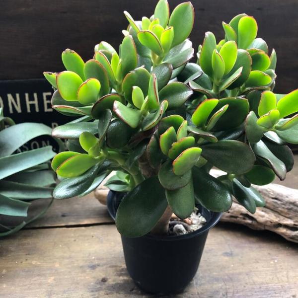 金のなる木 花月 多肉植物 4号黒鉢 観葉植物 成金草 : パリ