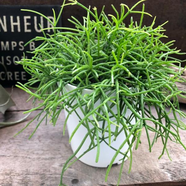 ご覧頂きありがとうございます。こちらオシャレな雑貨屋さんなどで見かけますよね。待望のリプサリス入荷しました。もりもりに育ってます。こちらはNO.1タイプになります。☆置き場所☆半日陰〜日当たりの良い場所で管理してください。真夏の直射日光は避...