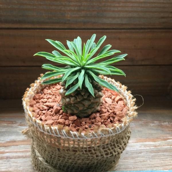 多肉植物 ソテツキリン パイナップルコーン蘇鉄麒麟 多肉植物 ユーフォルビア Buyee Buyee 日本の通販商品 オークションの代理入札 代理購入