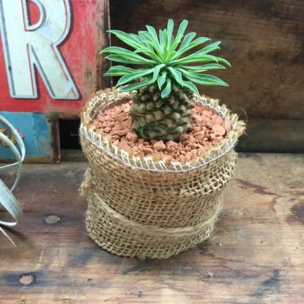 多肉植物 ソテツキリン パイナップルコーン蘇鉄麒麟 多肉植物 ユーフォルビア Buyee Buyee Japanese Proxy Service Buy From Japan Bot Online