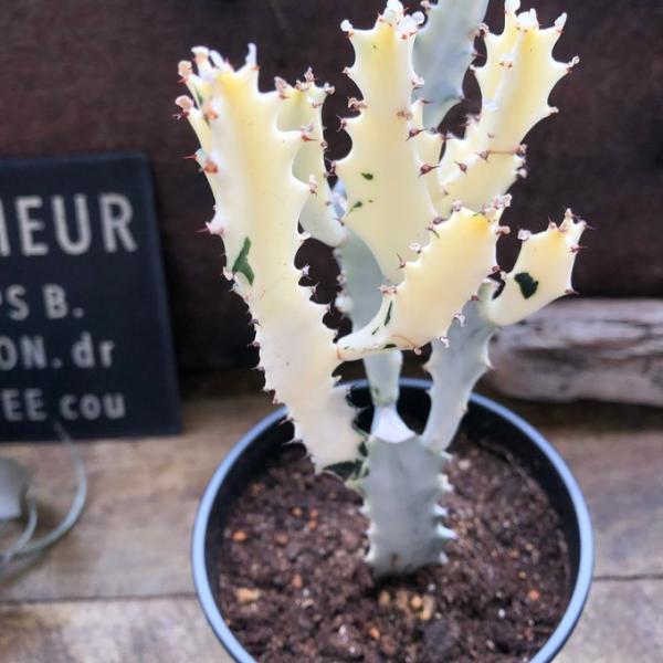 高級であまり見かけないホワイトゴースト　マーブルです。ユーフォルビア ラクテアの白斑が入った品種が『ホワイトゴースト』になります。見た目の美しさがとても人気ですが、希少種のためなかなか手に入りません。なんといっても一番の特徴は、その見た目の...