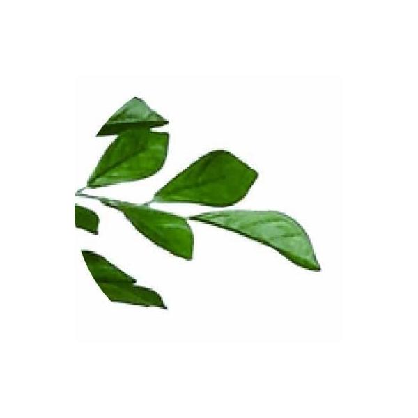 Eternity トネリコ1 8m人工観葉植物 観葉植物 Sunrise Sunrise 光触媒