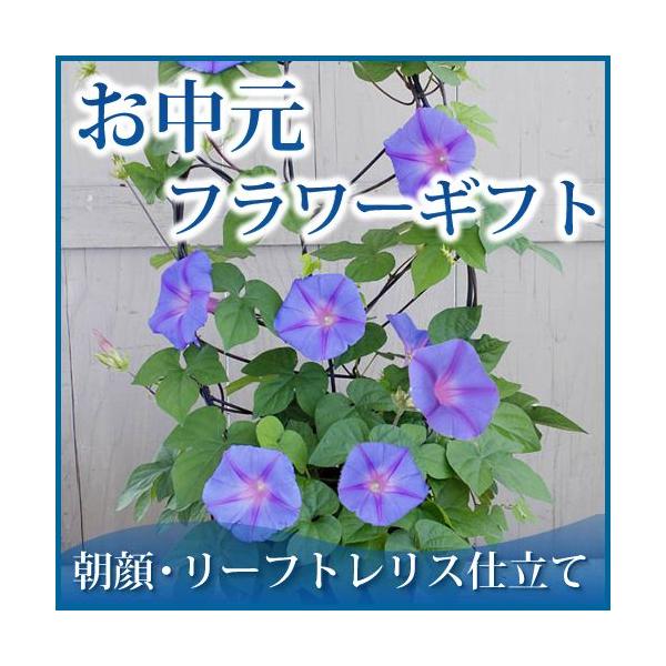 フラワー 鉢 あさがお アサガオ 朝顔 Buyee Buyee 日本の通販商品 オークションの代理入札 代理購入