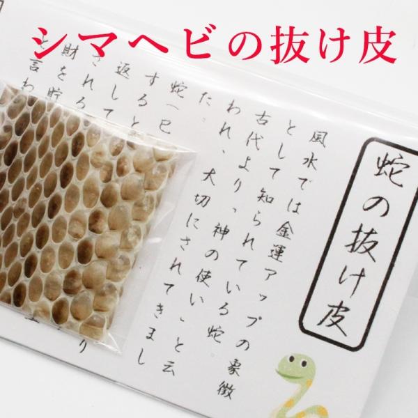 縁起物！額入り∞蛇のぬけがら　金運　幸運　シマヘビ　爬虫類 縁起物！額入り∞蛇のぬけがら 金運 幸運 シマヘビ 爬虫類