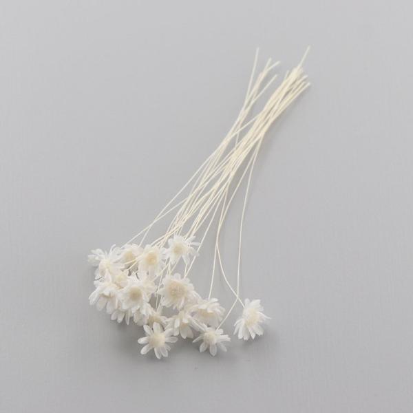 スターフラワーは、ハーバリウムボールペンの制作にとても使いやすい小花です。ハーバリウム制作時の空間埋め、アクセント用としてもおすすめします。少量をクリアケースに入れていますので、小出しで使いたい場合に便利で、保管の際も花材がつぶれる心配があ...