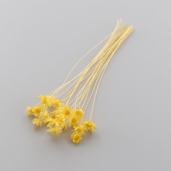 スターフラワーは、ハーバリウムボールペンの制作にとても使いやすい小花です。ハーバリウム制作時の空間埋め、アクセント用としてもおすすめします。少量をクリアケースに入れていますので、小出しで使いたい場合に便利で、保管の際も花材がつぶれる心配があ...