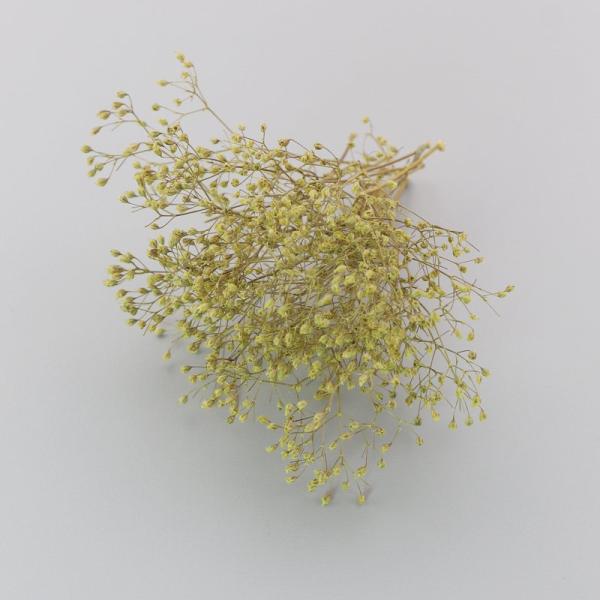 かすみ草は、小さくカットするとハーバリウムボールペンの制作にとても使いやすいです。ハーバリウム制作時の空間埋め、色付け、アクセント用としてもおすすめします。少量をクリアケースに入れていますので、小出しで使いたい場合に便利で、保管の際も花材が...