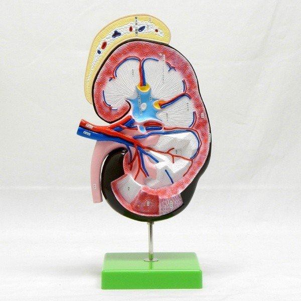 ●腎臓と副腎の皮質、髄質の細胞構造を示した模型です。＜仕様＞商品コード：上野科学社 112-001-01サイズ：約5×18×28cm（本体部分）重さ：約1.1kg材質：プラスチック樹脂製付属品：木製台入数：1*手作りのためサイズ・重さには多...