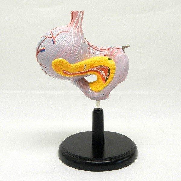 ●人の胃の構造を示す模型です。●分解することにより胃内部の噴門や幽門が観察できます。＜仕様＞商品コード：上野科学社 112-004-01サイズ：約17×21×30cm（台込）材質：プラスチック樹脂分解数：2分解付属品：木製台入数：1*手作り...