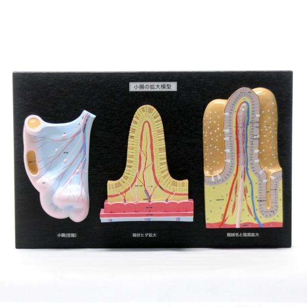 ●小腸(実物大)、柔毛(120倍)、柔突起(1800倍)で吸収の仕組みを現した模型です。＜仕様＞商品コード：上野科学社 114-012-01サイズ：約9×28×44cm重さ：1.5kg材質：プラスチック樹脂・木（台）入数：1*手作りのためサ...