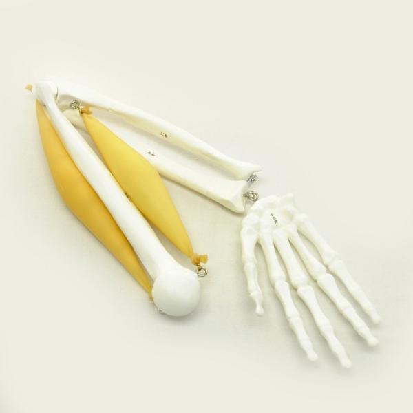 ●人の右腕の曲げ伸ばし、腕関節と筋肉の関係を示した模型です。●上腕骨・尺骨・橈骨・手部の4パーツからなり、付属の筋肉用ゴムを装着し、稼働させながら観察することができます。●筋肉用ゴムは着脱可能です。＜仕様＞商品コード：上野科学社 113-0...