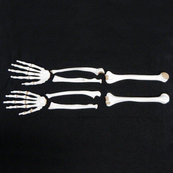 ●左右の腕の関節を示した模型です。●各パーツがバラバラになるので、左右の骨がどの部分に位置するのかをパズル感覚で勉強することができます。＜仕様＞商品コード：上野科学社 113-002-02サイズ：長さ約50cm重さ：約300g材質：プラスチ...