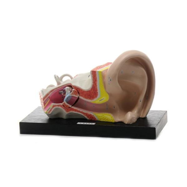 ●人の耳を約4倍に拡大した模型です。●鼓膜部と蝸牛、三半規管および三小骨が取り外しできます。＜仕様＞商品コード：上野科学社 114-002-01サイズ：約21×23×38cm（実物の約4倍）材質：プラスチック樹脂・木（台）分解数：3分解入数...