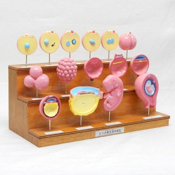 ●卵子と精子が受精して着床し、妊娠2ヶ月の胎児になるまでの過程を15段階で示した模型です。●模型は木製台から外すことができるので、手にとって観察することができます。＜仕様＞商品コード：上野科学社 114-015-01サイズ：約21×28×4...