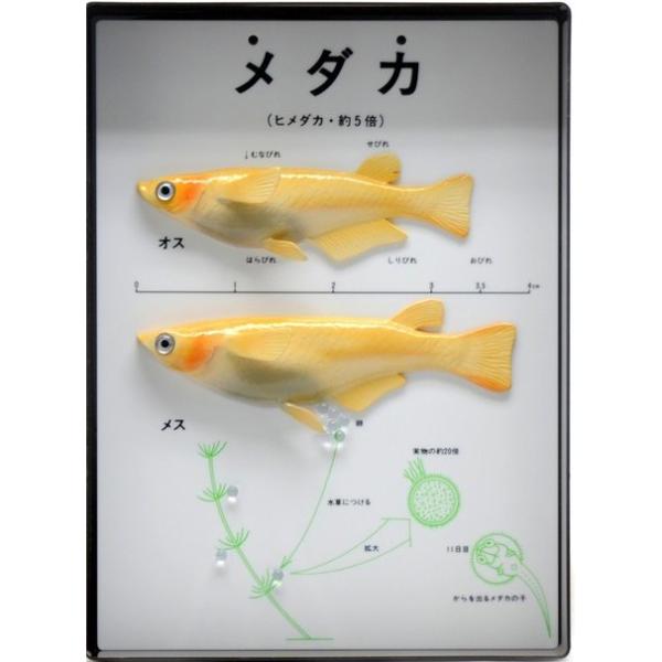 ●約5倍の大きさで、メダカ（ヒメダカ）の雄と雌の大きさの比較、産卵、ふ化の様子を示した模型です。●裏面に磁石がついているので磁石のつく場所に貼り付けることが可能です。●付属の紐を付けることで吊り下げて使用することもできます。＜仕様＞商品コー...