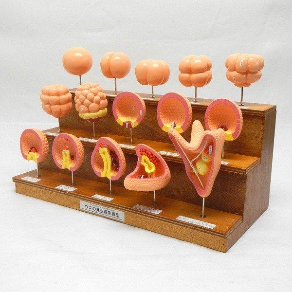 ●ウニの発生過程を15段で立体的に示した模型です。●模型は木製台から外すことができるので、手にとって観察することができます。＜仕様＞商品コード：上野科学社 120-005-01サイズ：約21×31×45cm重さ：約2,4kg材質：プラスチッ...