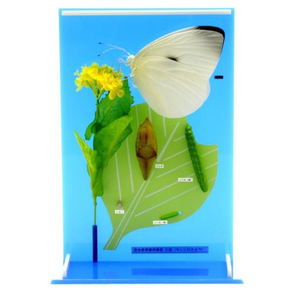 ●約5倍の大きさで、モンシロチョウの発育を5段階で現した模型です。●卵から成虫になるまでの過程を表現しています。＜仕様＞商品コード：上野科学社 120-006-01サイズ：約10×26×35cm重さ：約1.1kg材質：プラスチック樹脂製内容...