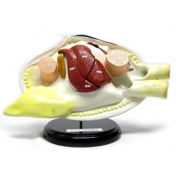 ●二枚貝であるアサリを解剖した模型です。●実物の約8倍に拡大されています。●えら部分はマグネット着脱式となっており、取り外すと消化器官や生殖腺が示されています。＜仕様＞商品コード：上野科学社 120-012-01サイズ：約16×20×40c...