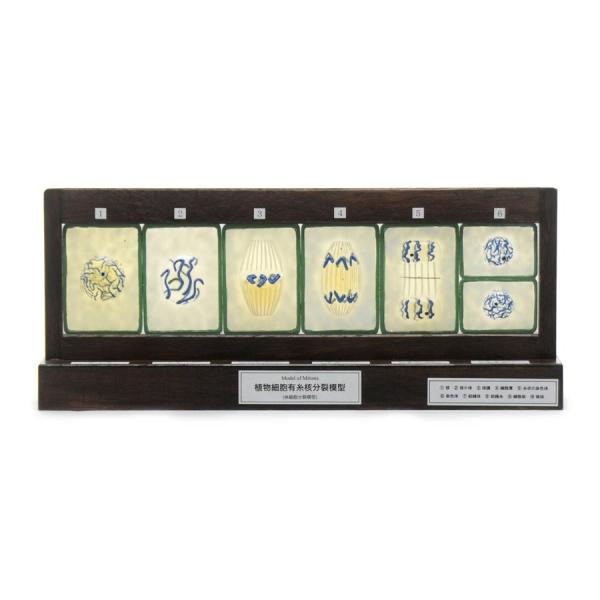 ●植物細胞の体細胞分裂を6段階で示した模型です。＜仕様＞商品コード：上野科学社 130-001-01サイズ：約9×19×45cm材質：プラスチック樹脂・木(台)入数：1*手作りのためサイズ・重さには多少のばらつきがあります