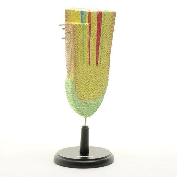 ●植物の根の構造を拡大して表した模型です。●縦断面および横断面が観察できます。＜仕様＞商品コード：上野科学社 130-015-01サイズ：約11×18×41cm（木台含）材質：プラスチック樹脂付属品：木製台入数：1*手作りのためサイズ・重さ...