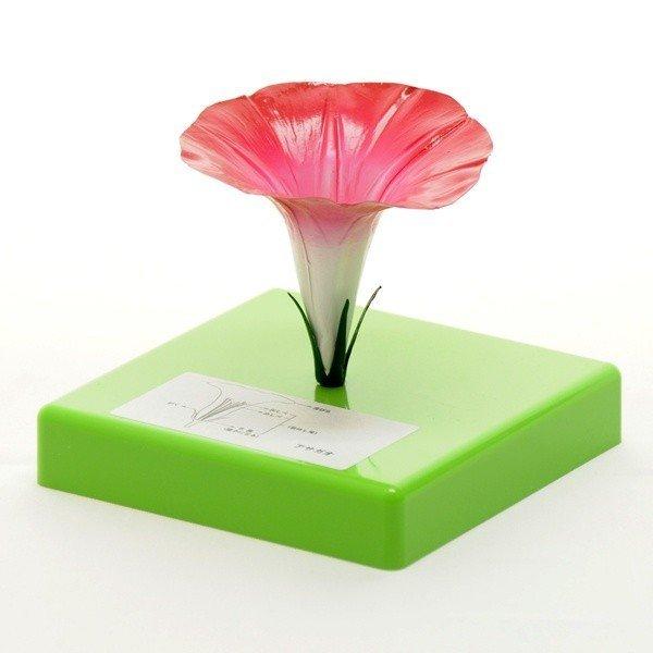 ●花の構造模型3種（品番：130-020-01）のうちのアサガオ単品になります。●アサガオの花の構造が細かく示されており、雄しべと雌しべの部分は取り外しも可能です。＜仕様＞商品コード：上野科学社 130-020-02サイズ：約13×13×1...