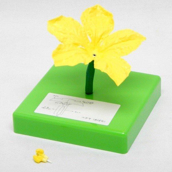 ●花の構造模型3種（品番：130-020-01）のうちのヘチマ雌花単品になります。●ヘチマの雌花の構造が細かく示されており、雌しべ部分は取り外しも可能です。＜仕様＞商品コード：上野科学社 130-020-04サイズ：約13×13×13cm重...