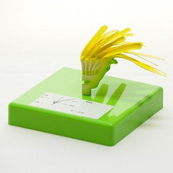 ●花の構造模型4種（品番：130-021-01）のうちのタンポポ単品になります。●タンポポの花の構造が細かく示されています。花弁の一枚が取り外し可能になっており、内部の構造が観察できます。＜仕様＞商品コード：上野科学社 130-021-02...