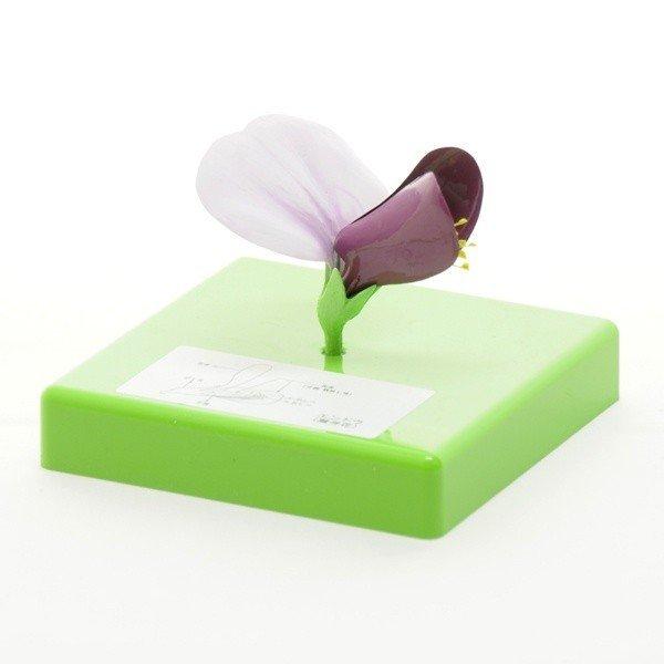 ●花の構造模型4種（品番：130-021-01）のうちのエンドウ単品になります。●エンドウの花の構造が細かく示されています。●花弁の片側が取り外し可能になっており、内部の構造が詳しく観察できます。＜仕様＞商品コード：上野科学社 130-02...