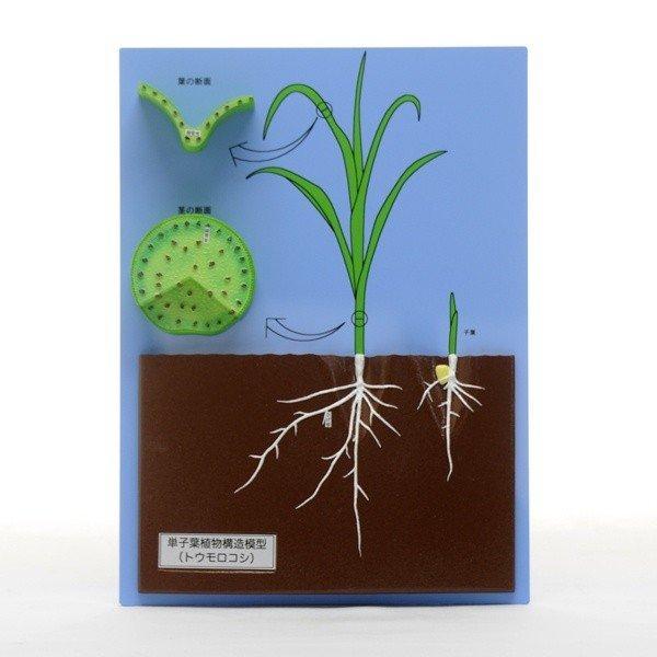 ●単子葉植物（トウモロコシ）の子葉やひげ根の様子を示した模型です。●茎と葉の断面はマグネットで固定されており、取り外しができます。●プラスチック製ケース入りです。＜仕様＞商品コード：上野科学社 130-027-01サイズ：約6×25×33c...
