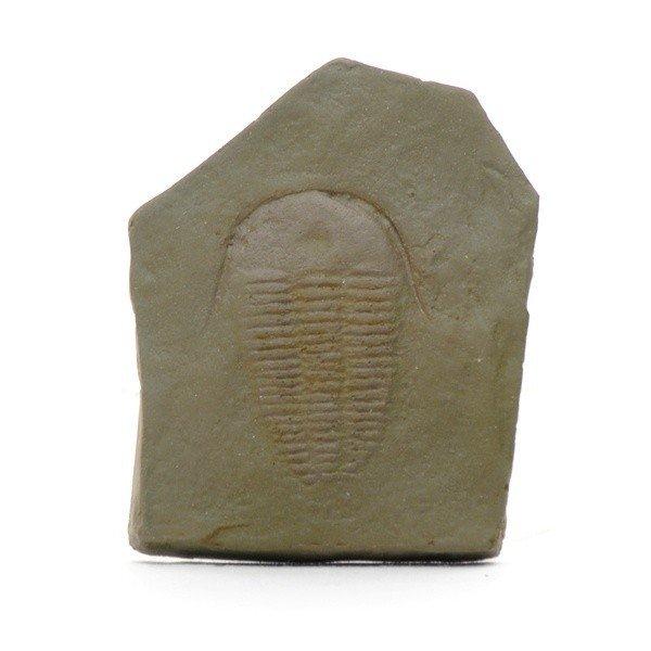 ●地層が堆積した年代を調べるために必要となる示準化石の模型5種セット（品番：220-001-01）のうち、三葉虫単品になります。＜仕様＞商品コード：上野科学社 220-001-02サイズ：約1×7×9cm材質：プラスチック樹脂入数：1*手作...