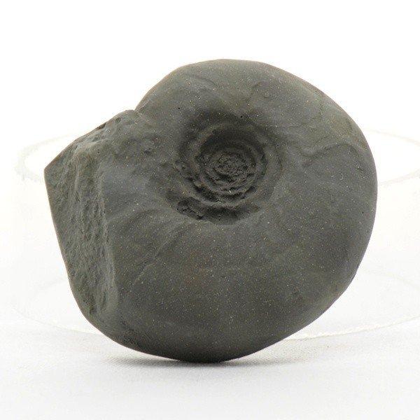 ●地層が堆積した年代を調べるために必要となる示準化石の模型5種セット（品番：220-001-01）のうち、アンモナイト単品になります。＜仕様＞商品コード：上野科学社 220-001-05サイズ：約3×6×6cm材質：プラスチック樹脂入数：1...