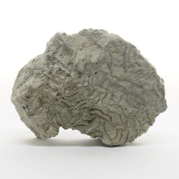 ●地層が堆積した当時の環境を推定する手がかりになる示相化石模型の5種セット（品番：220-002-01）のうち、クサリサンゴ単品になります。※「模型」レプリカです。化石実物ではございません。＜仕様＞商品コード：上野科学社 220-002-0...