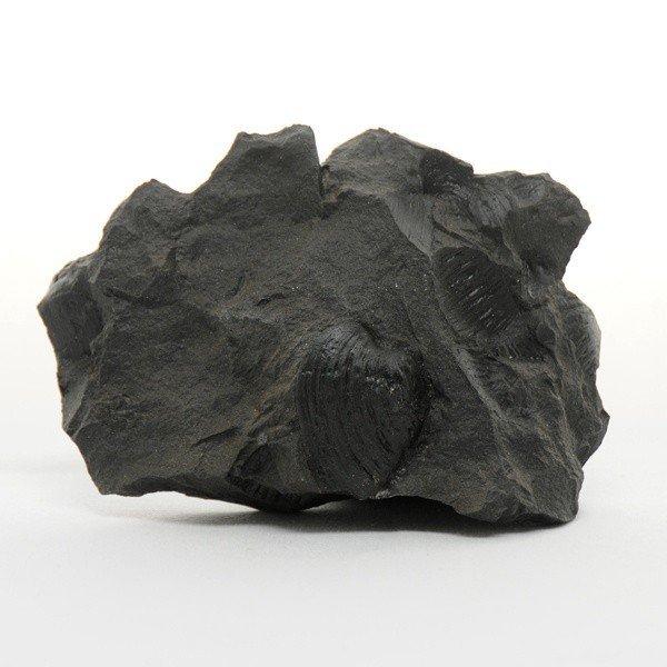 ●地層が堆積した当時の環境を推定する手がかりになる示相化石模型の5種セット（品番：220-002-01）のうち、シジミ単品になります。※「模型」レプリカです。化石実物ではございません。＜仕様＞商品コード：上野科学社 220-002-06サイ...