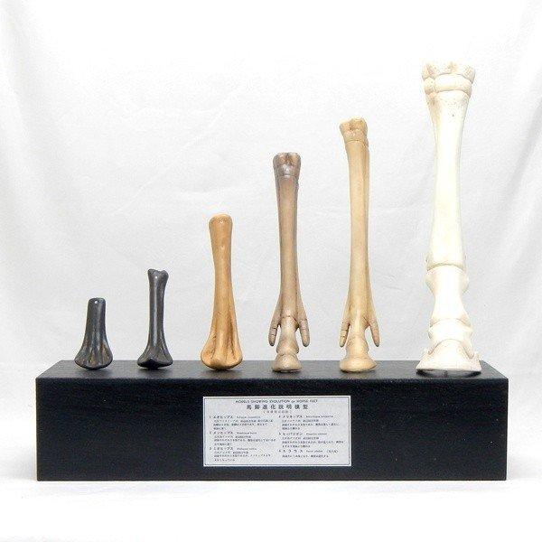 ●哺乳類の進化を馬の前脚を例に、6段階で示した模型です。・エオヒップス：約4500万年前・メソヒップス：約3000万年前・ミオヒップス：約2500万年前・メリキップス：約1500万年前・ヒッパリオン：約1000万年前・エクウス：現代