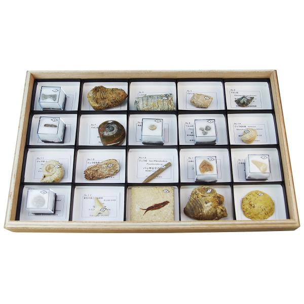 ●古生代、中生代、新生代の主要な動物化石のセットです。※内容は一部変更になることがあります。※ケースの形状は変更になる場合があります。【商品詳細】商品コード：L55-3704型式：AF-20R種類：20種内容：ヘテロトリパ（コケムシ）、ディ...