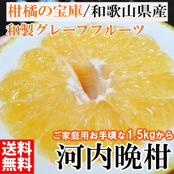 &lt;2024年6月中旬発送予約販売&gt;/みかん 訳あり 1.５kg 河内晩柑 和製グレープフルーツ ブランド 和歌山みかん 農家直送 人気 規格外 柑橘類 フルーツ 果物