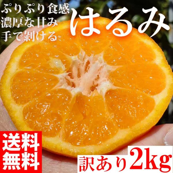 <2024年3月上旬頃発送予約販売> みかん はるみ 2kg 訳あり 大特価 ブランド 和歌山県産 産直 オレンジ フルーツ 果物