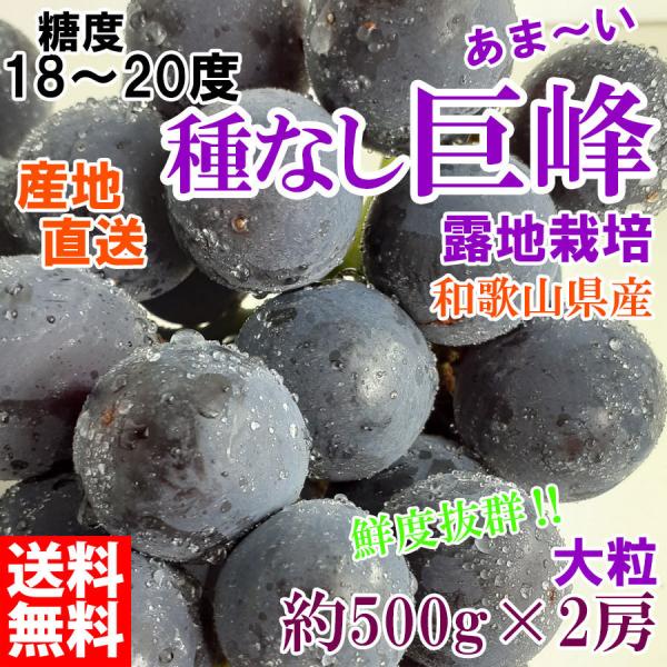 巨峰 約1kg×2~3房 朝穫り 和歌山県産 巨峰ぶどう 種なし :kyohou2kg:鈴鳴農園 通販 