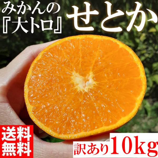 <2027年3月中旬発送予約販売> みかん せとか 10kg 訳あり 大特価 ブランド 和歌山県産 産直 オレンジ フルーツ 果物