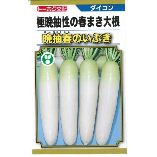 ●「春のいぶき」の晩抽性を高めた青首総太り大根です。●地上部は緑葉でコンパクトにまとまり、過繁茂せずつくりやすい大根です。●根部は尻まで肉が付き抜きやすく、根重1.2kgの時期で根長35〜37cm、根径7.5cm位で揃います。